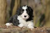 BEARDED COLLIE 082